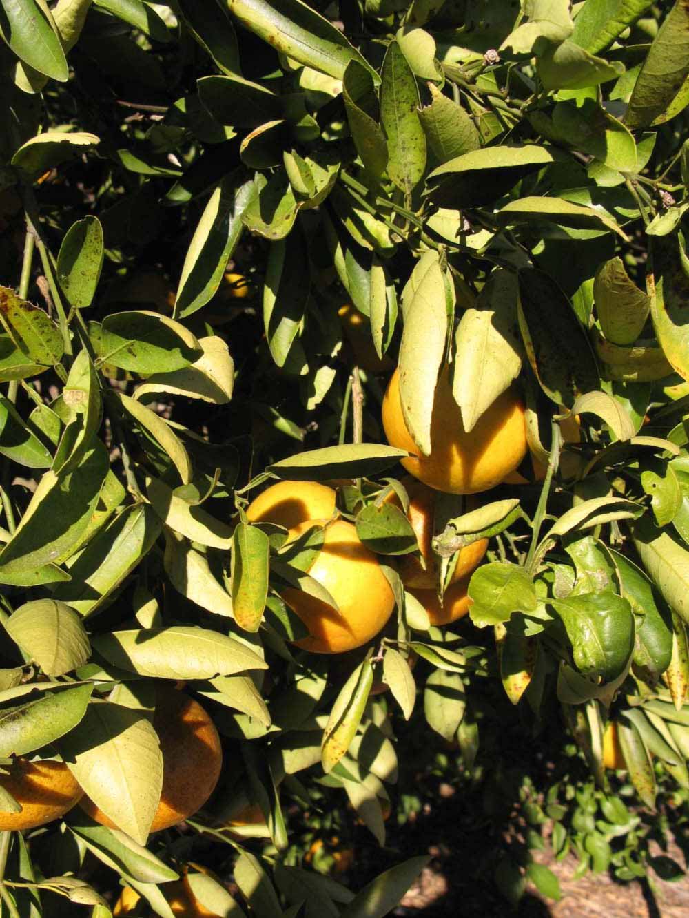            Sun leaves (Winter Haven, FL)   